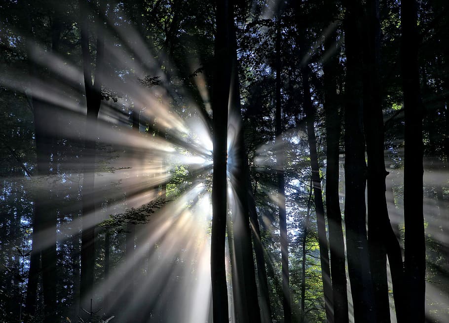 silhouette of trees with sun rays background, untitled, cloud HD wallpaper