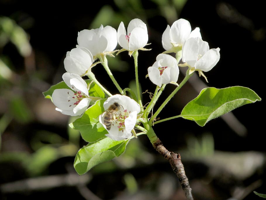 nature, spring, bee, flower, pear, bee on flower, plant, flowering plant HD wallpaper