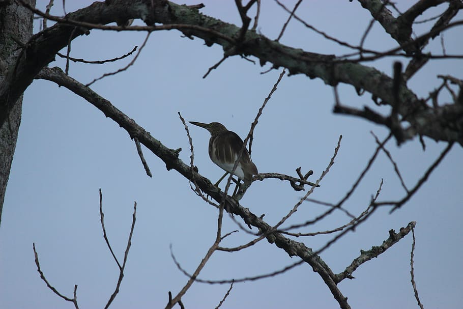 morbid, bird, summer, black, gray, animals in the wild, branch HD wallpaper