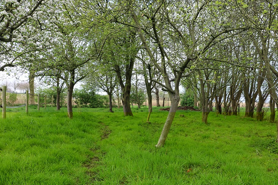 Orchard, Apple Tree, Pear Tree, Trees, grass, nature, green color HD wallpaper