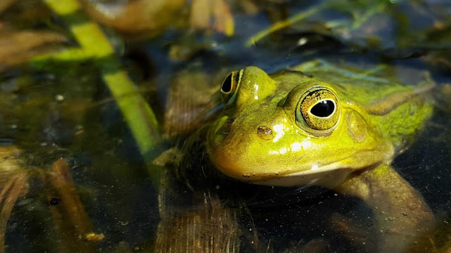 frog, reptile, nature, animal, animal themes, water, one animal HD wallpaper