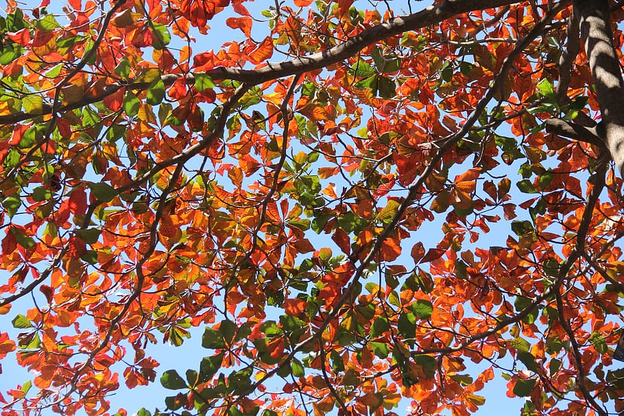 leaves, branches, trees, fall, autumn, sky, plant, growth, leaf HD wallpaper