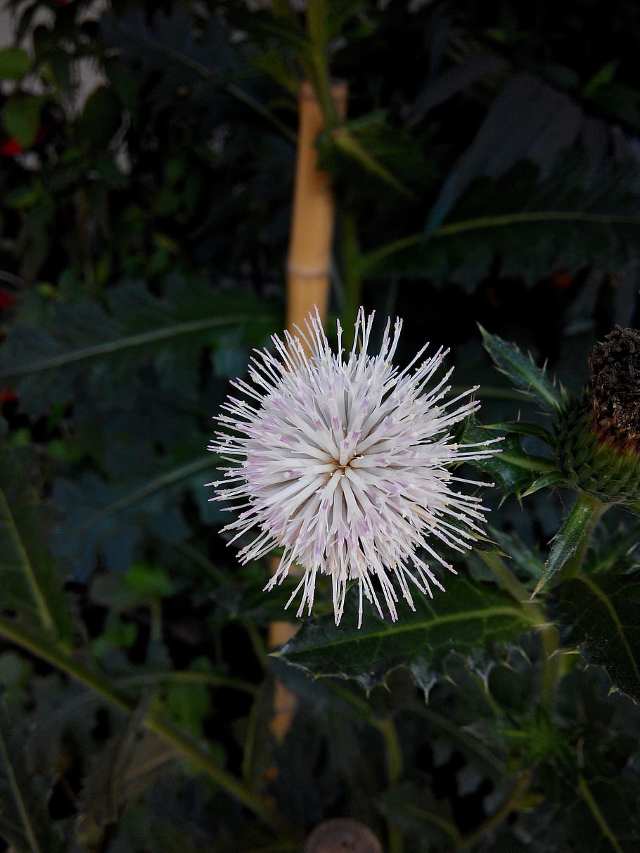 thistle, white, flower, plant, flowering plant, freshness, beauty in nature HD wallpaper