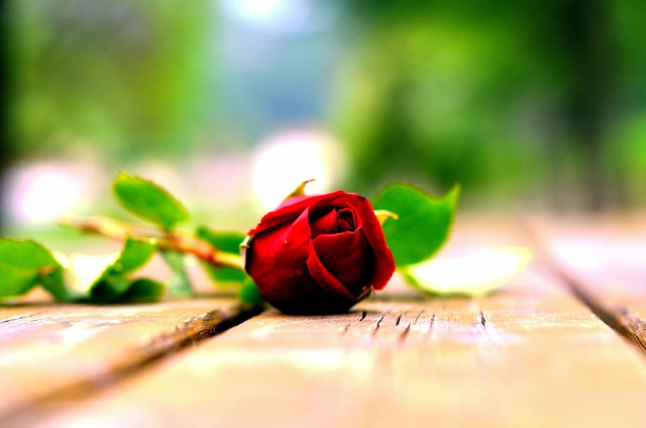 Flower, Nature, rosa, selective focus, close-up, fragility HD wallpaper