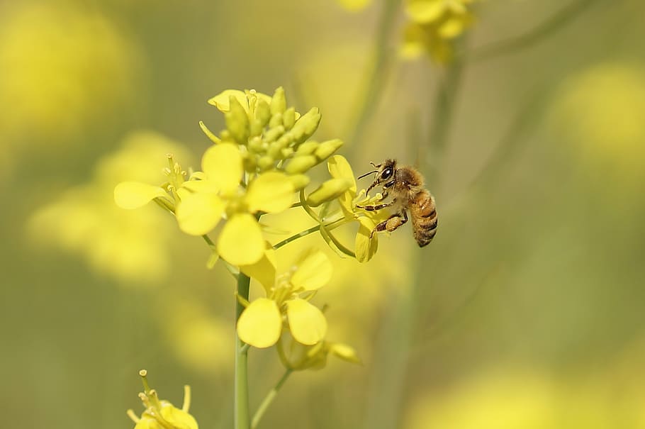close-up photography of honey bee perching on yellow flower HD wallpaper