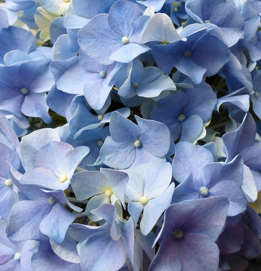hydrangea, flowers, blue, nature, plant, close-up, leaf, flowering plant HD wallpaper