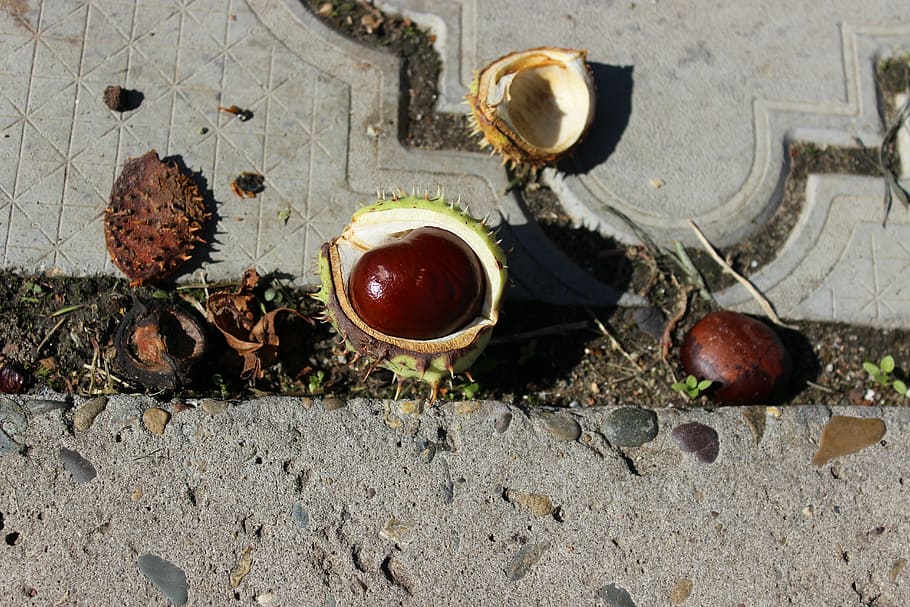 chestnut, buckeye, walnut, autumn, food and drink, fruit, healthy eating HD wallpaper