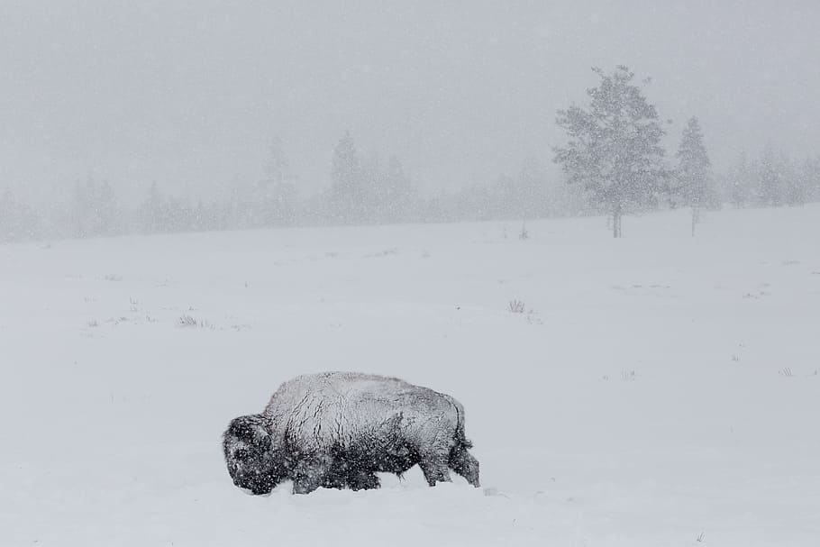 black bison on snow, buffalo, winter, cold, wind, american, animal, HD wallpaper