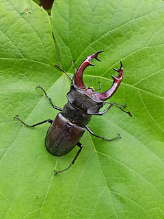 Beetle, Roháč, Insect, nature, animal, wildlife, invertebrate HD wallpaper