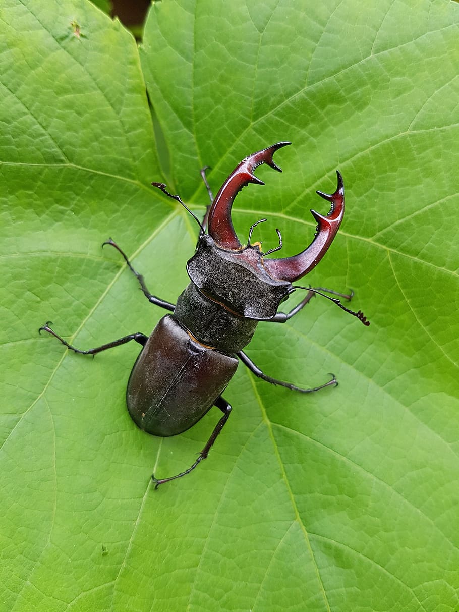 Beetle, Roháč, Insect, nature, animal, wildlife, invertebrate HD wallpaper
