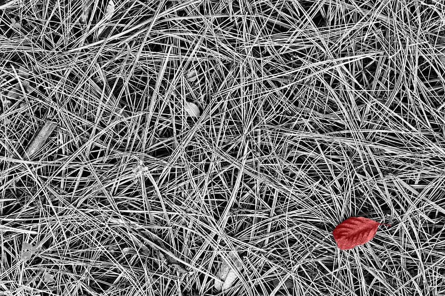 texture, grass, leaf, singular, creation, plant, flower, flowering plant HD wallpaper