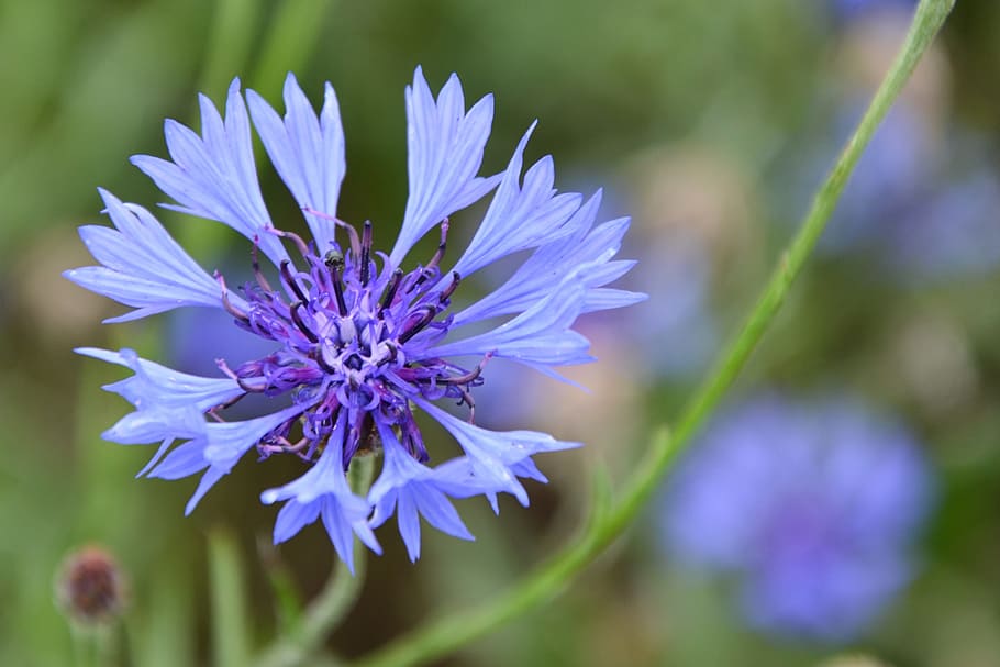 cornflower, blossom, bloom, blue, summer, violet, wild flowers HD wallpaper