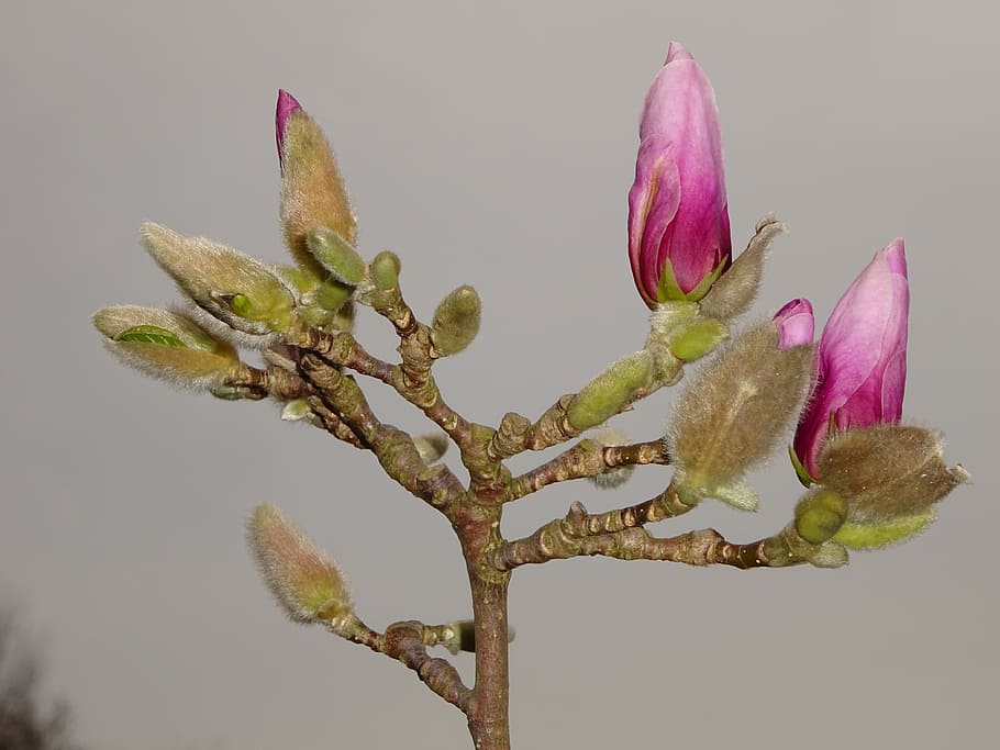 spring, blossom, bloom, bud, nature, plant, flower, flowering plant HD wallpaper