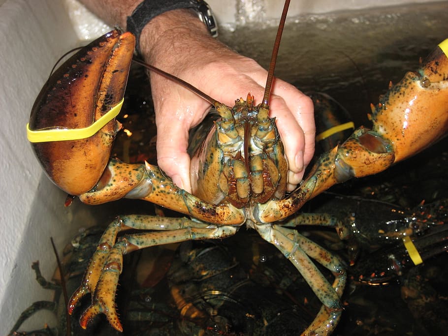 lobster, cape cod, england, massachusetts, coast, human hand