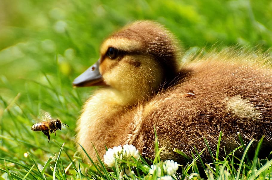 duckling on grass, Ducklings, Bee, Cute, Chicks, funny, meadow HD wallpaper