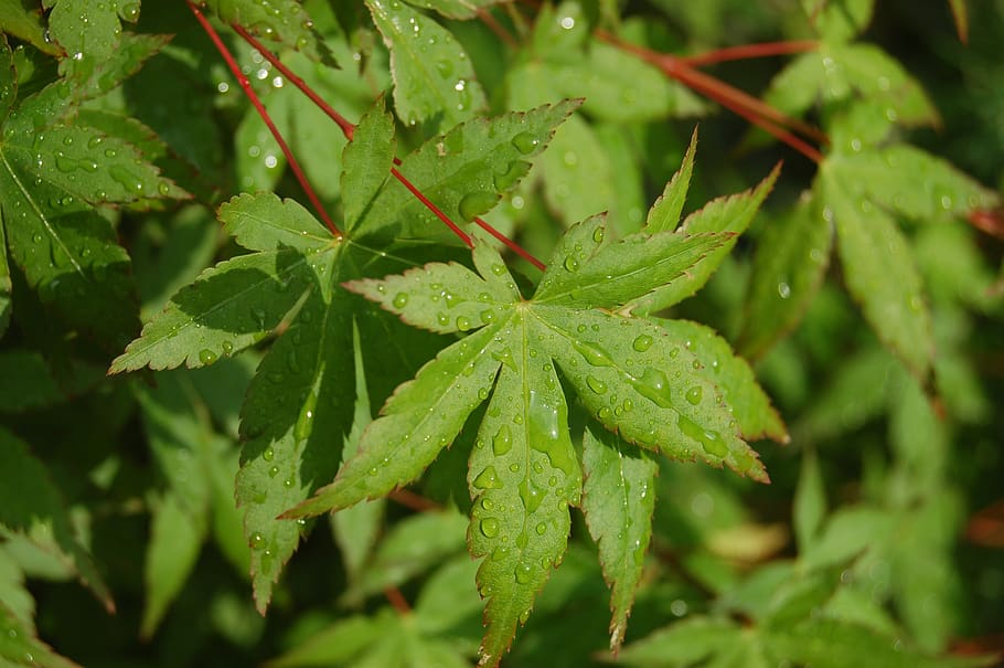leaf, maple, green color, plant part, growth, nature, close-up HD wallpaper