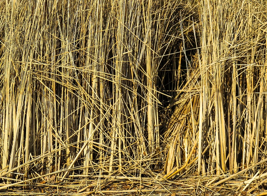texture, background, reed, grass, structure, pattern, backgrounds HD wallpaper