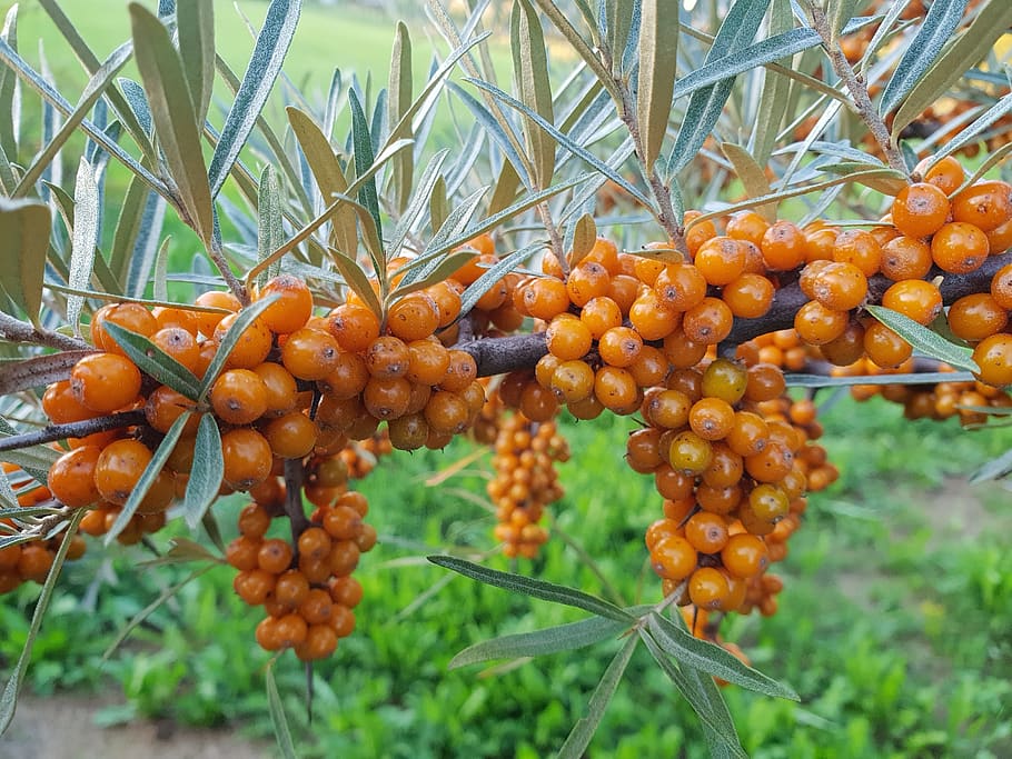 seeds, fruit, leaves, growth, food and drink, healthy eating HD wallpaper