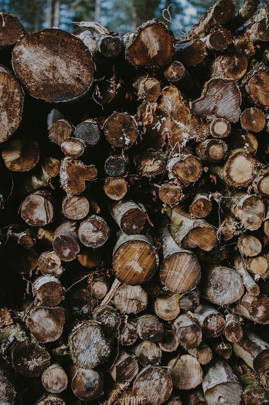Log stack, tree log, logs, wood, trunks, trees, frost, timber HD wallpaper