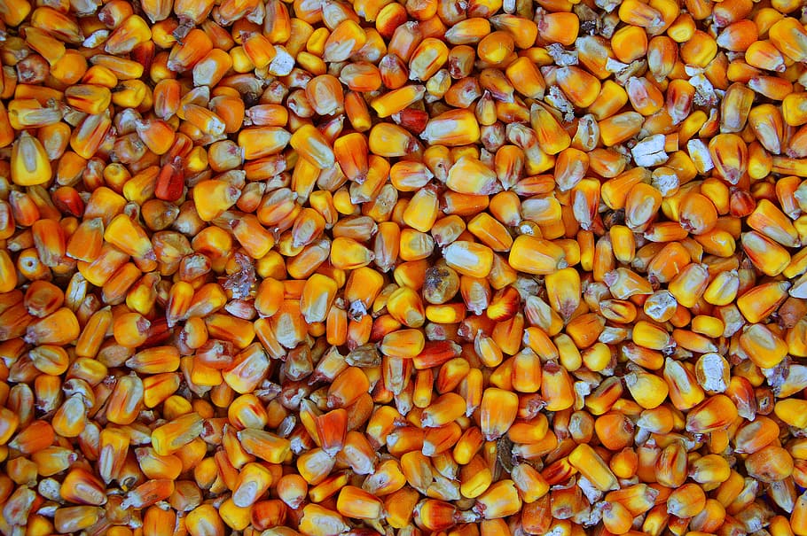 orange corn seeds, dry, mag, wallpaper, grain, structure, sample HD wallpaper