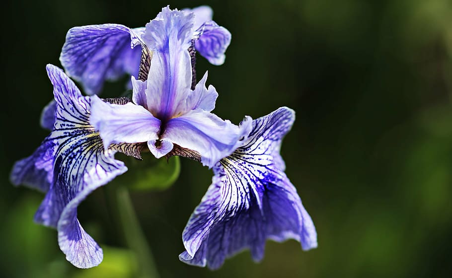 purple petaled flower, iris, flora, blue, blossom, bloom, nature HD wallpaper