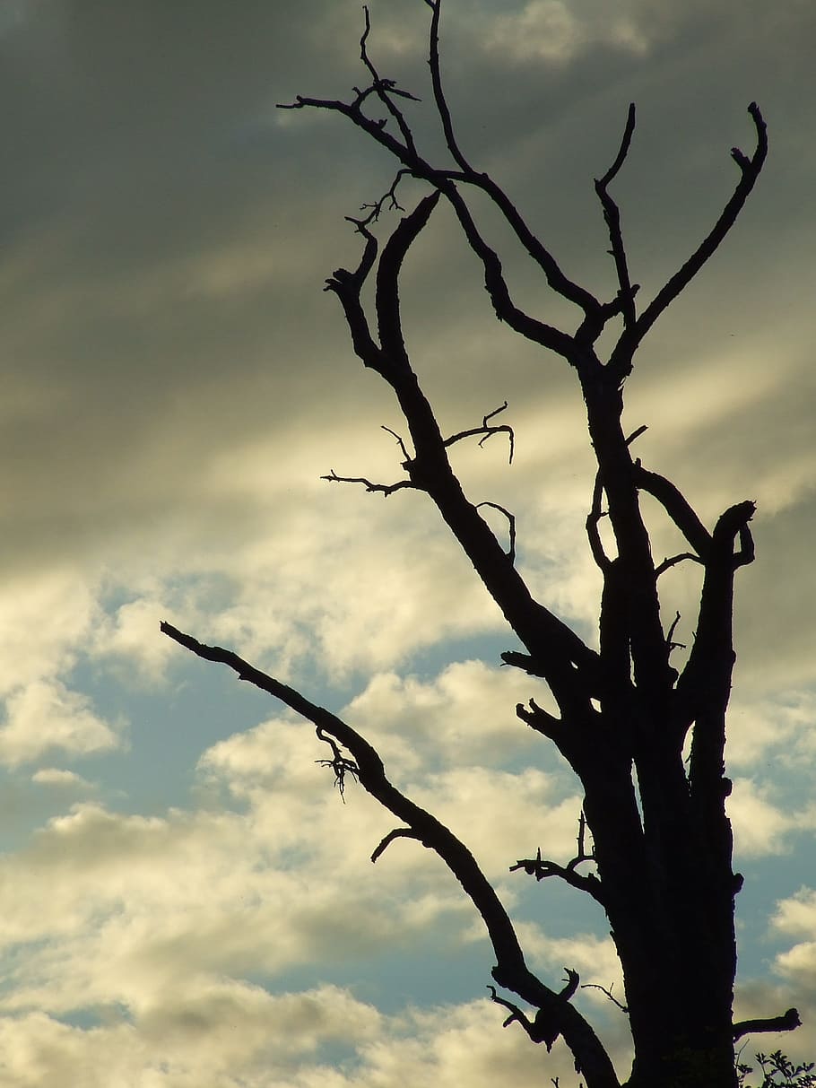 dead plant, tree, tree framework, kahl, aesthetic, gloomy, mood HD wallpaper