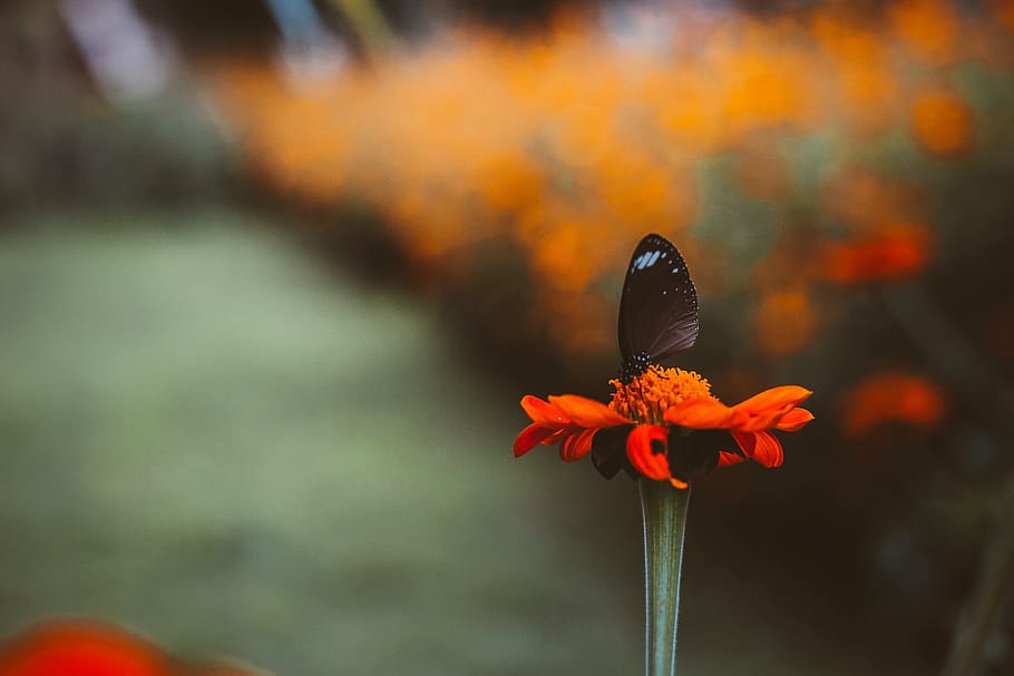 flower, blur, petal, nectar, butterfly, flowering plant, beauty in nature HD wallpaper