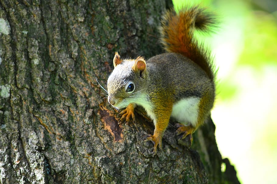 Squirrel, Trunk, Tree, one animal, animal themes, animals in the wild HD wallpaper