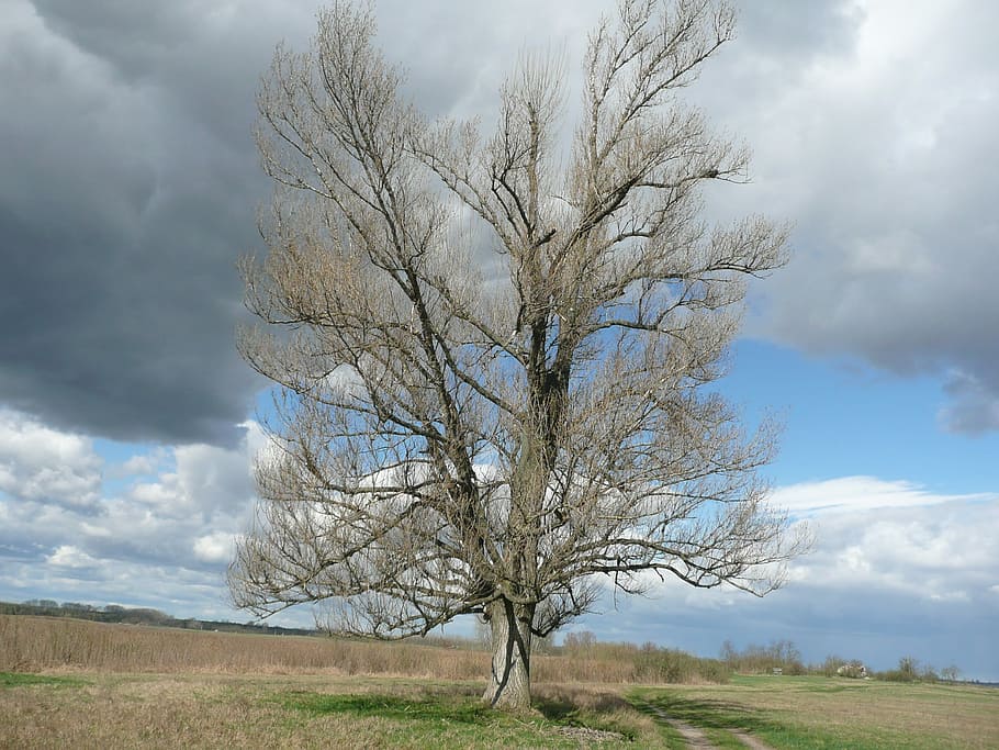 Tree, Mere, Landscape, Nature, cloud - sky, bare tree, day HD wallpaper