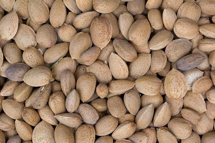 brown nut lot, almond, fruit, shell, cultivation, maturation HD wallpaper