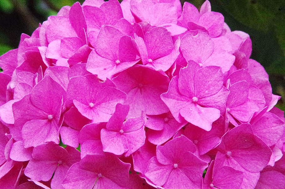 hydrangea, hydrangea paniculata, flower, pink flower, summer flowers HD wallpaper