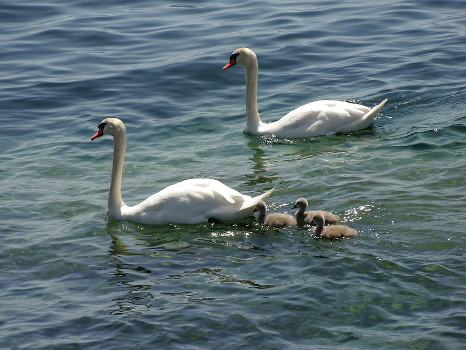 swans, ducks, geese, animals, duck family, lake, water, swimming HD wallpaper