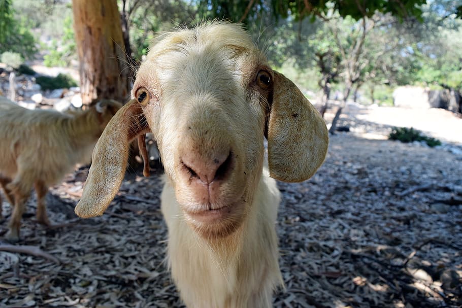Goat, Forest, Nature, sheep, animal, agriculture, farm, livestock HD wallpaper