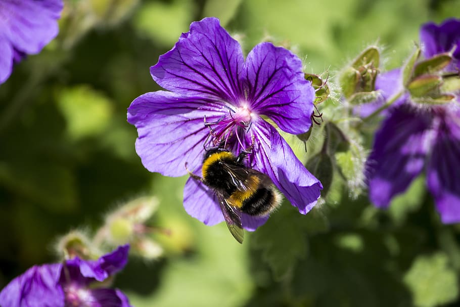 honey, bee, bumblebee, insect, animal, collecting, nectar, flower HD wallpaper