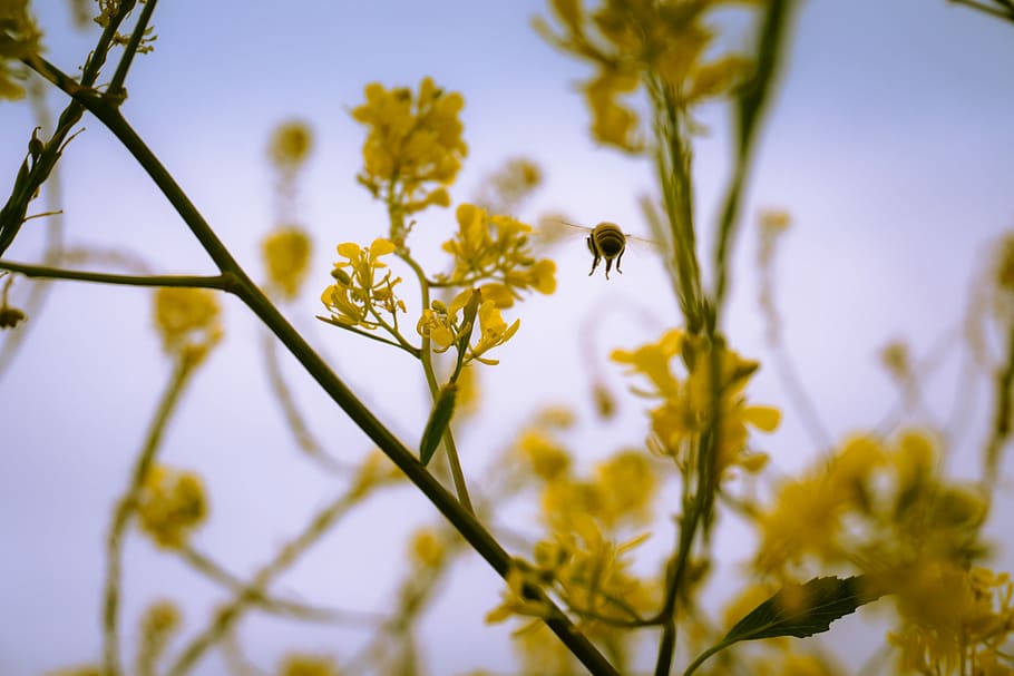 micro microphotography of bee hovering near yellow petaled flower, bee near yellow petaled flower