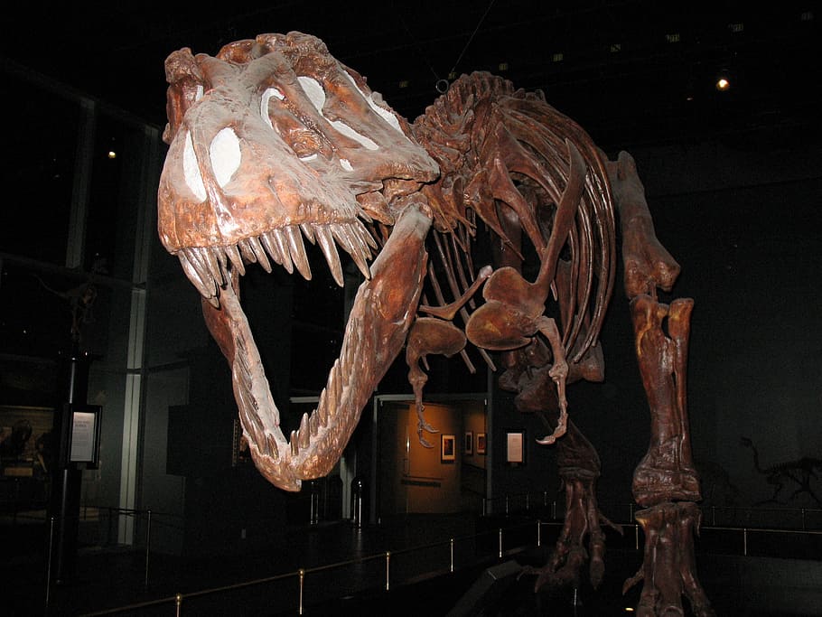 tyrannosaurus rex extinct