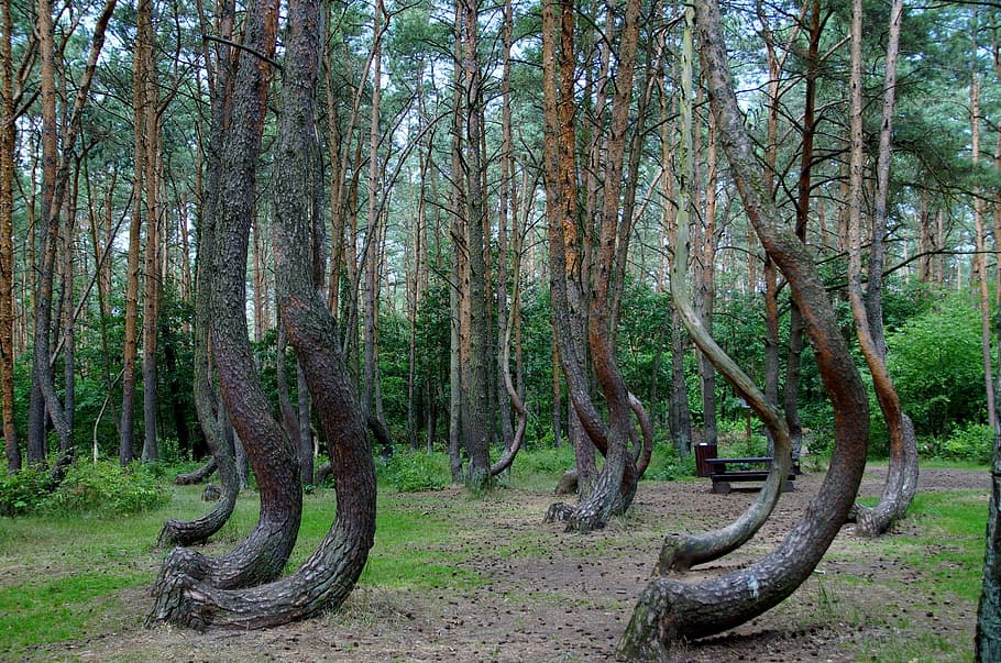 brown bend tree forest during sunset, crooked forest, krzywy las