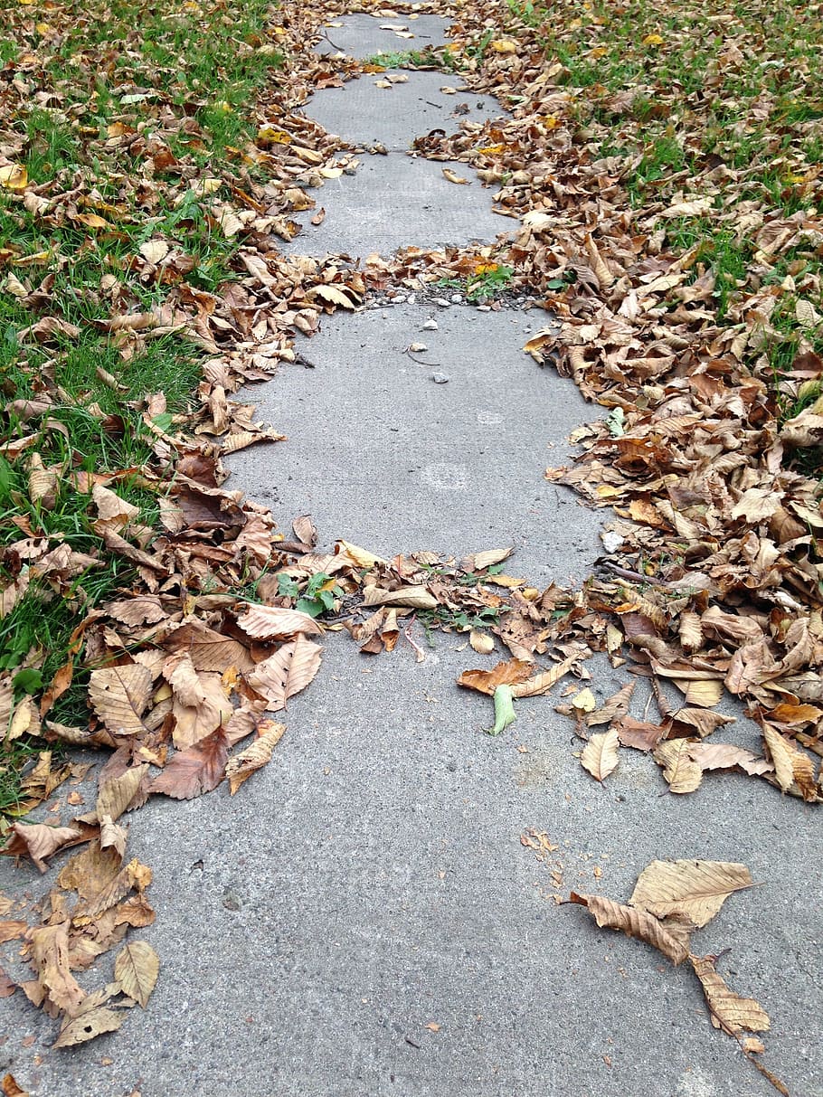 autumn, leaves, sidewalk, leaf, nature, outdoors, street, yellow HD wallpaper