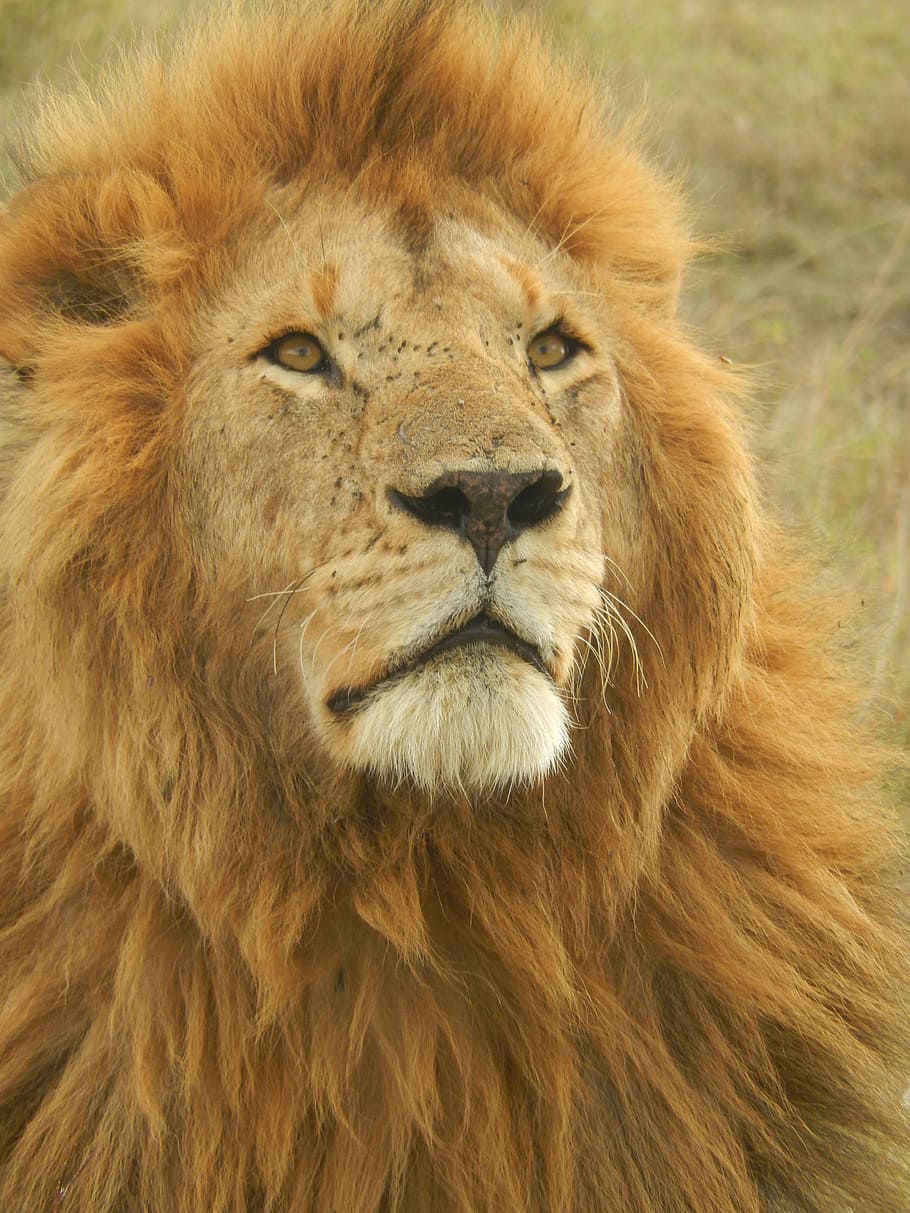male lion on savannah, africa, wildcat, predator, safari, big game, HD wallpaper