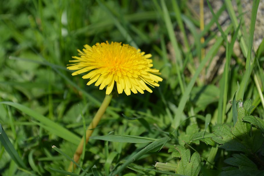 flower, yellow, spring, plant, flowering plant, growth, fragility HD wallpaper