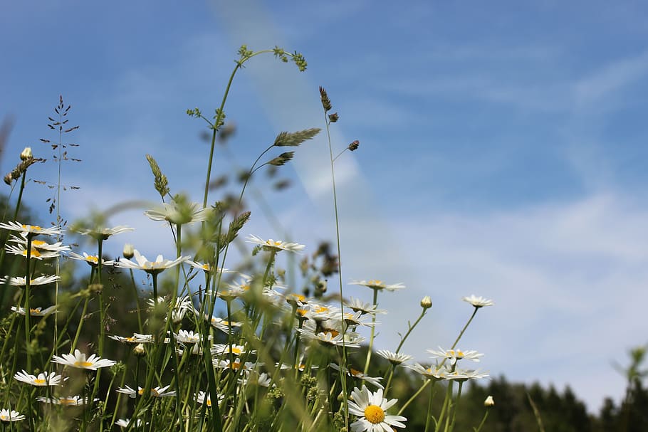 meadow, sky, landscape, clouds, grass, daisies, spring, plant HD wallpaper