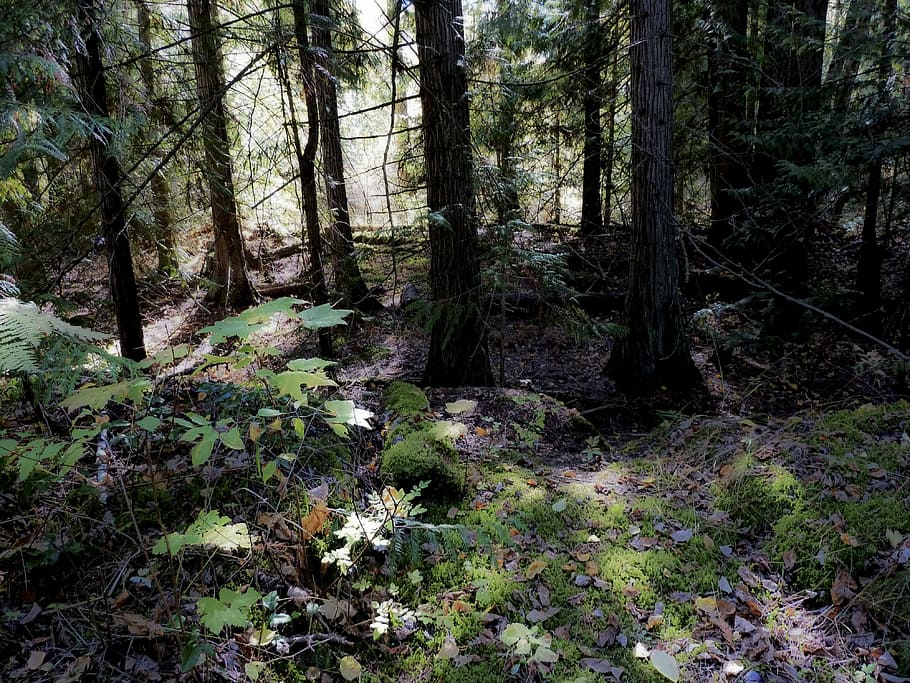 Mystic, Tree, Magic Forest, mystical, british columbia, adams river HD wallpaper