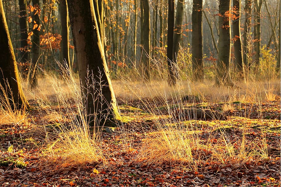 brown grass and forest trees at daytime, sun, forest night HD wallpaper