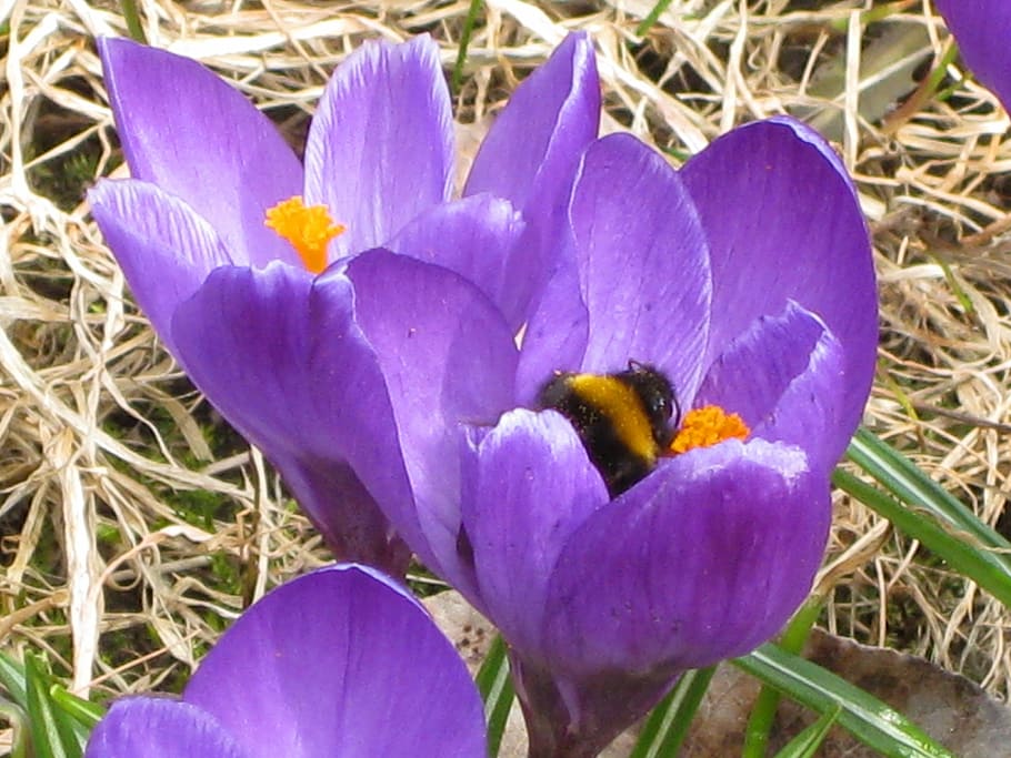spring, crocus, purple, bee, flower, bee in bloom, flowering plant HD wallpaper