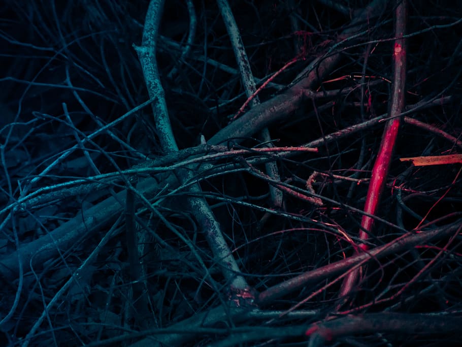 blue, red, background, tree, plant, forest, no people, branch HD wallpaper
