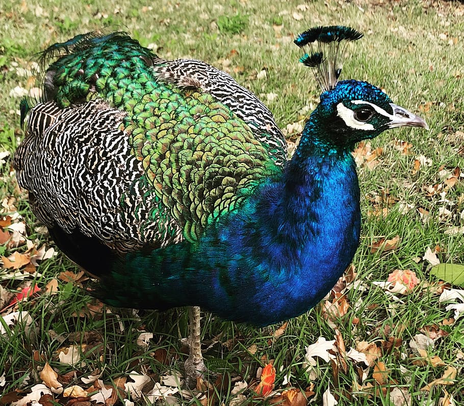 peacock, zoo, animals, bird, animal themes, vertebrate, one animal HD wallpaper