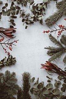 Christmas background - pine, eucalyptus, berries, assorted leaves HD wallpaper