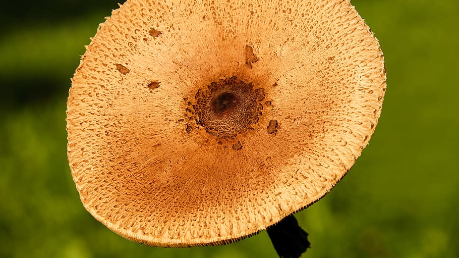 selective photography of beige mushroom, parasol, screen fungus, HD wallpaper