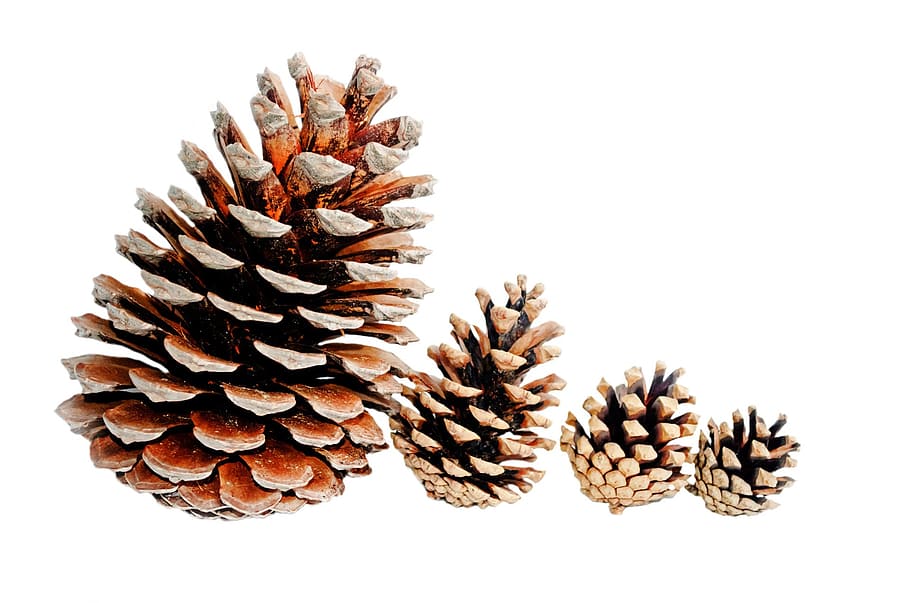 lined of four pine cones, background, big, brown, christmas HD wallpaper