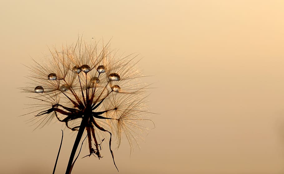 selective focus photography of brown petaled flower, dandelion HD wallpaper